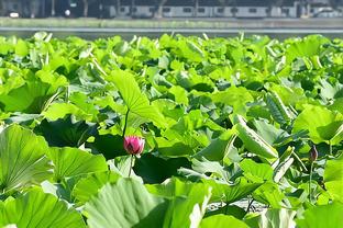 特鲁西埃：与日本踢10场能赢1场，会用世界杯他们踢西、德的战术